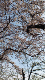 image-20140405123605.png